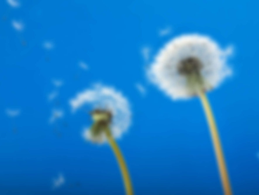 Is Solar or the Wind Better?